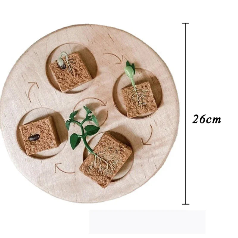 مجموعة نماذج دورة حياة الحيوانات للأطفال - ألعاب تعليمية مونتيسوري لتعزيز الوعي بالنمو النباتي والحيواني للأطفال في مرحلة ما قبل المدرسة